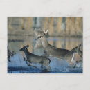 Search for whitetail deer postcards Wildlife