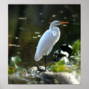 Search for pond turtle art Nature