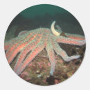 Search for star fish stickers Marine