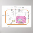 Search for signalling posters Science