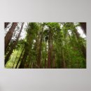 Search for muir woods art Forests