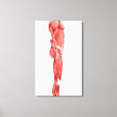 Search for muscle art Leg