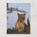 Search for mammal postcards Blue