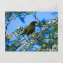 Search for native bird postcards New zealand