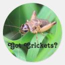 Search for crickets stickers Bugs