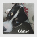 Search for tray magnets Dog