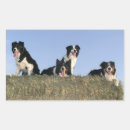 Search for collie stickers Border collie puppy