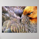 Search for wild duck art Nature