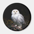 Search for winter white magnets Animal