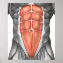 Search for physiological posters Ligament