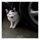 Search for moustache posters Cat