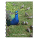 Search for peacocks photography Animals