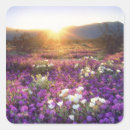Search for desert stickers Sunset