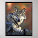 Search for wolf lovers posters Nature