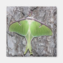 Search for illusions magnets Nature