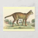 Search for serval postcards Nature