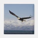 Search for haliaeetus magnets Nature