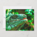 Search for iguana postcards Reptile