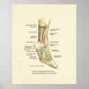 Search for foot posters Feet