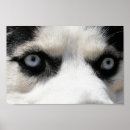 Search for siberian husky art Animals