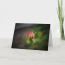 Search for rosebuds cards Nature