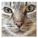 Search for long haired cat art Kitty