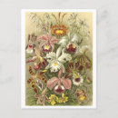 Search for vintage orchid postcards Floral