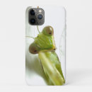 Search for mantid Insect