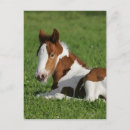 Search for equestrian image postcards Lying down