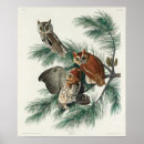 Search for vintage owl illustration art Bird