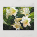 Search for lilium postcards White