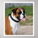 Search for boxer dog art Fawn