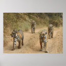 Search for animal tracks posters Cat