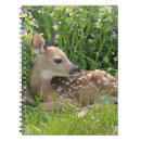 Search for white tailed Nature
