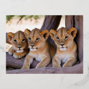 Search for lion cub postcards Animal