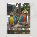 Search for macaw parrot postcards Wildlife