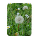 Search for dandelion magnets Nature
