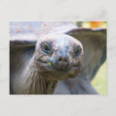 Search for curious postcards Nature
