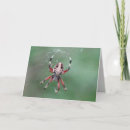 Search for arachnids cards Insect