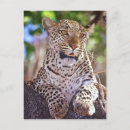 Search for botswana postcards Wild