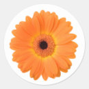 Search for orange gerbera daisy stickers For her