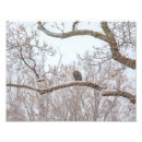 Search for eagle in winter art Wildlife