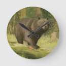 Search for black bear clocks Nature
