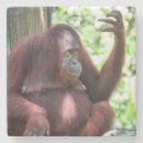 Search for borneo kitchen dining Monkey
