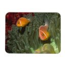 Search for up and fish magnets Animal