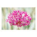 Search for allium posters Onion