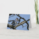 Search for blue jay cards Birds