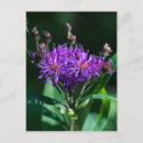 Search for appalachian postcards Shenandoah national park