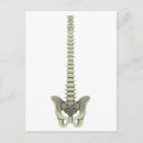 Search for vertebrae postcards Front view