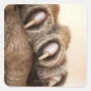 Search for paw stickers Wildlife